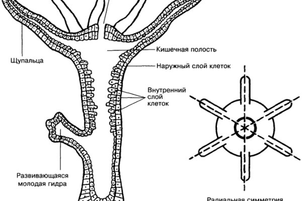 Кракен пользователь не найден